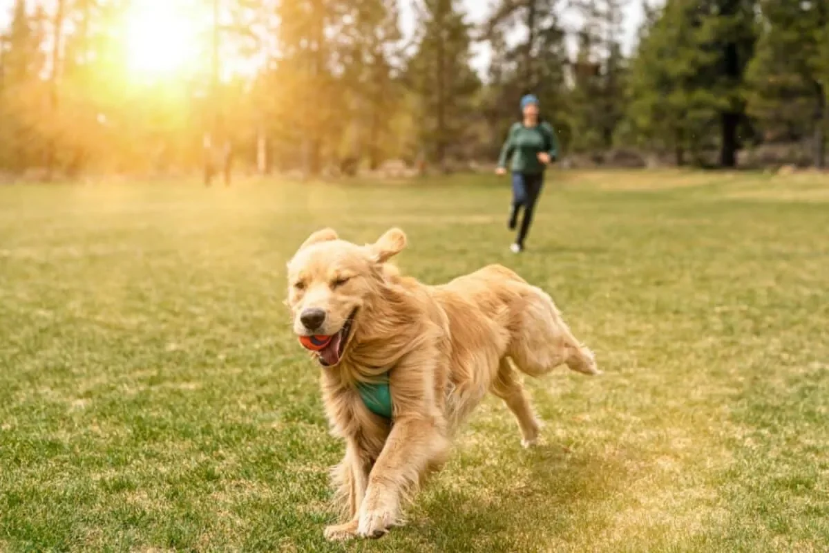 A happy golden retriever running across a grassy park with a ball